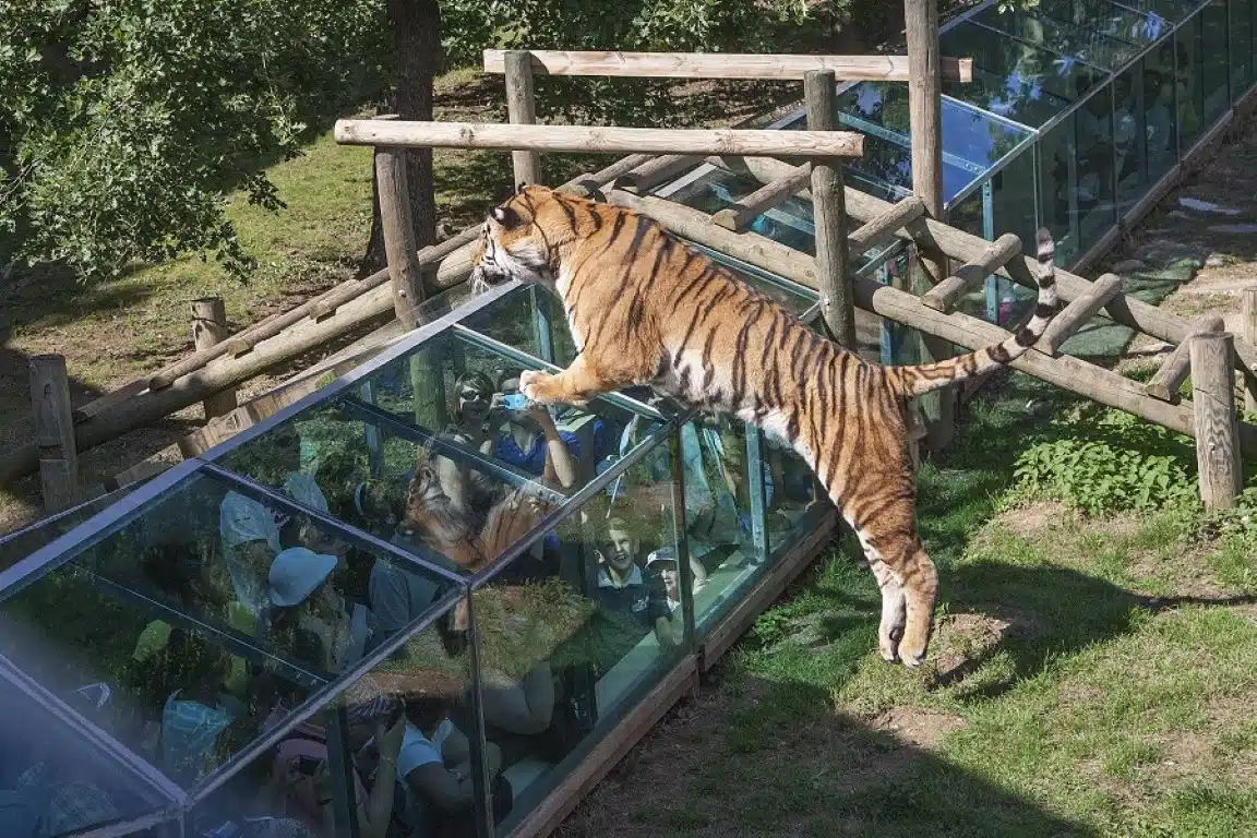 Exploration du plus beau zoo du monde une immersion unique dans la faune sauvage