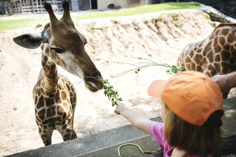 Exploration du plus beau zoo du monde une immersion unique dans la faune sauvage