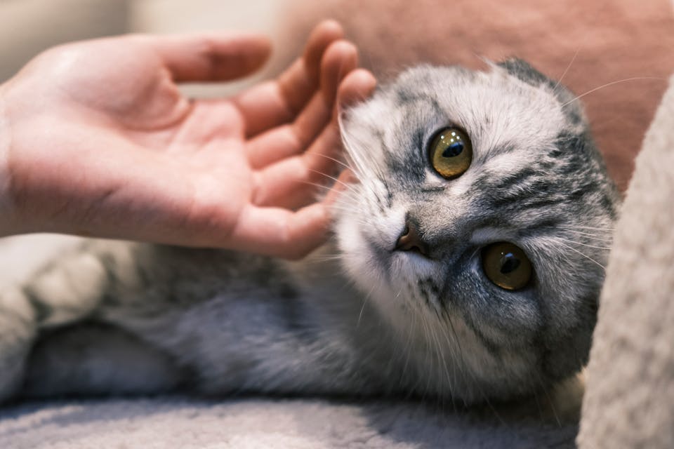 chat anxieux 1