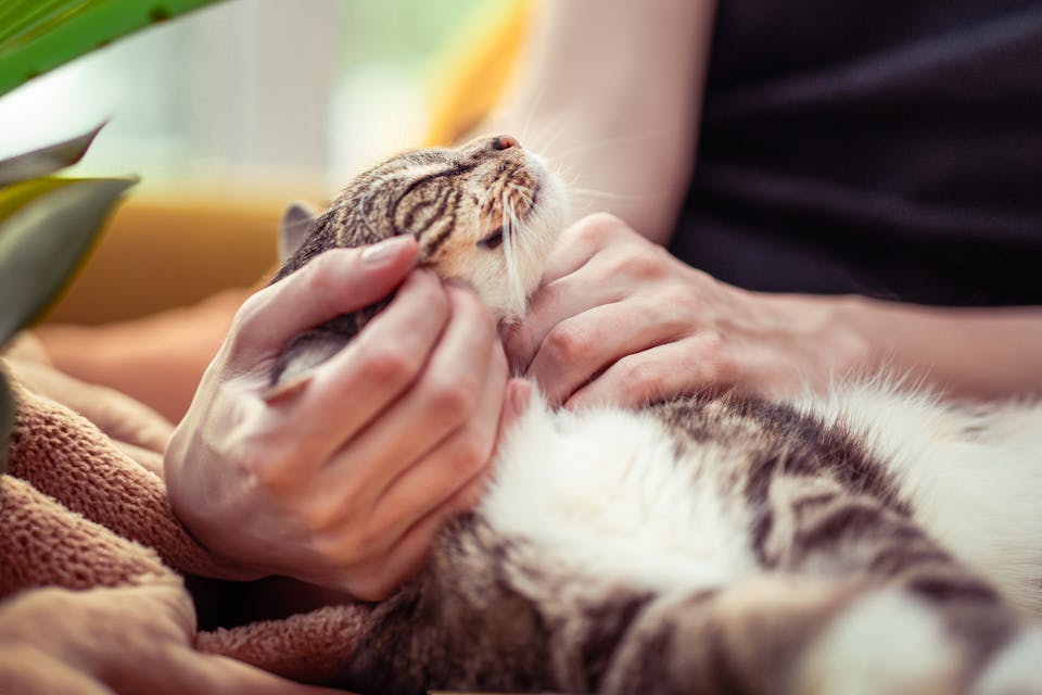 chat anxieux 2
