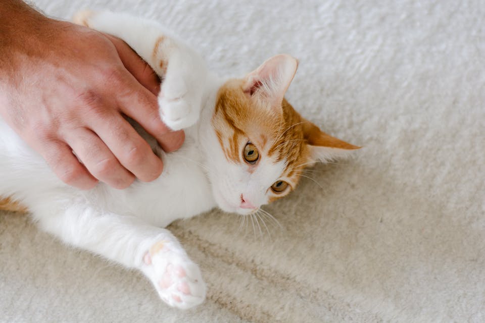 chat anxieux 3
