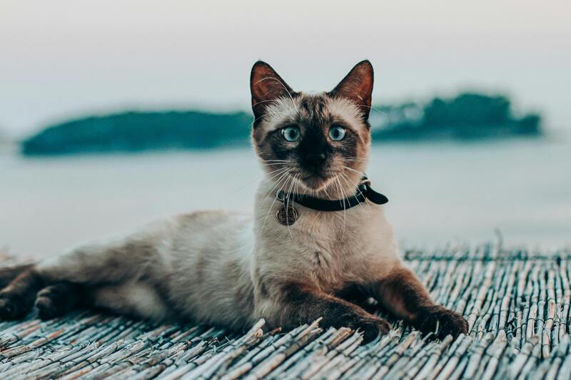 chat avec collier