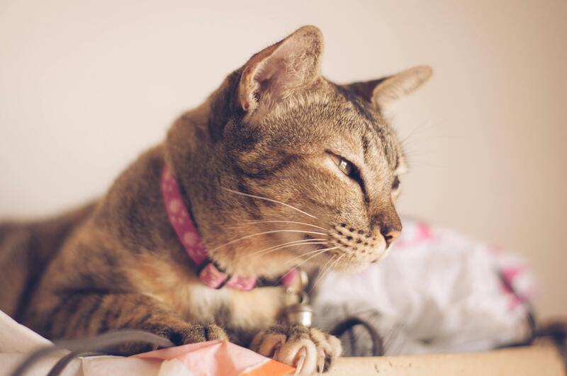 chat avec son collier