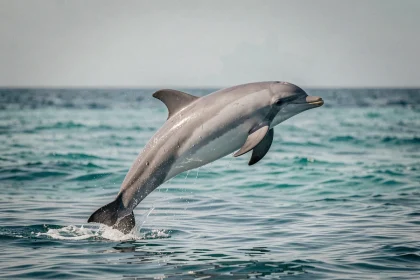 Dauphin adulte bondissant hors de l'eau de mer avec des gouttes d'eau visibles sur sa peau, photo réaliste pour enfants curieux
