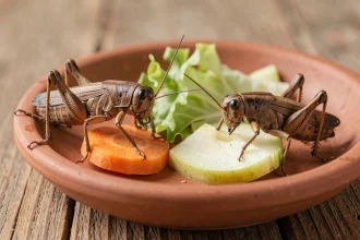 Grillons vivants mangeant des légumes frais et des morceaux de fruits sur un plat en terre cuite