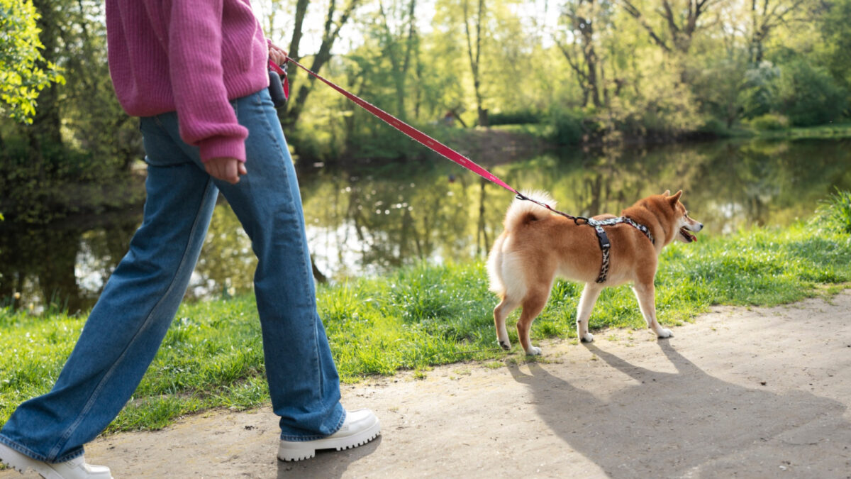Les avantages d’un harnais anti-traction pour le confort et la sécurité de votre chien