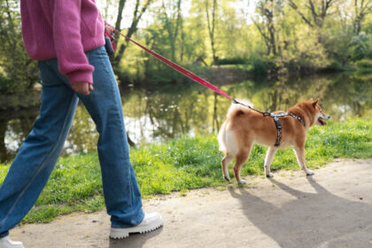 Les avantages d’un harnais anti-traction pour le confort et la sécurité de votre chien