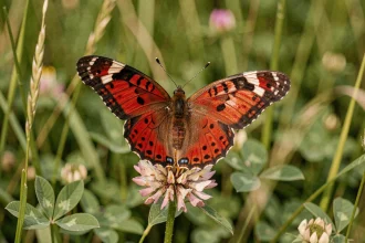 Papillon rouge et noir aux ailes déployées posé sur une fleur sauvage dans une prairie verdoyante, symbolisant la signification spirituelle et les présages associés à cet insecte