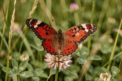 Papillon rouge et noir aux ailes déployées posé sur une fleur sauvage dans une prairie verdoyante, symbolisant la signification spirituelle et les présages associés à cet insecte