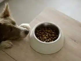 un chien et sa gamelle de croquettes