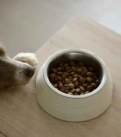 un chien et sa gamelle de croquettes