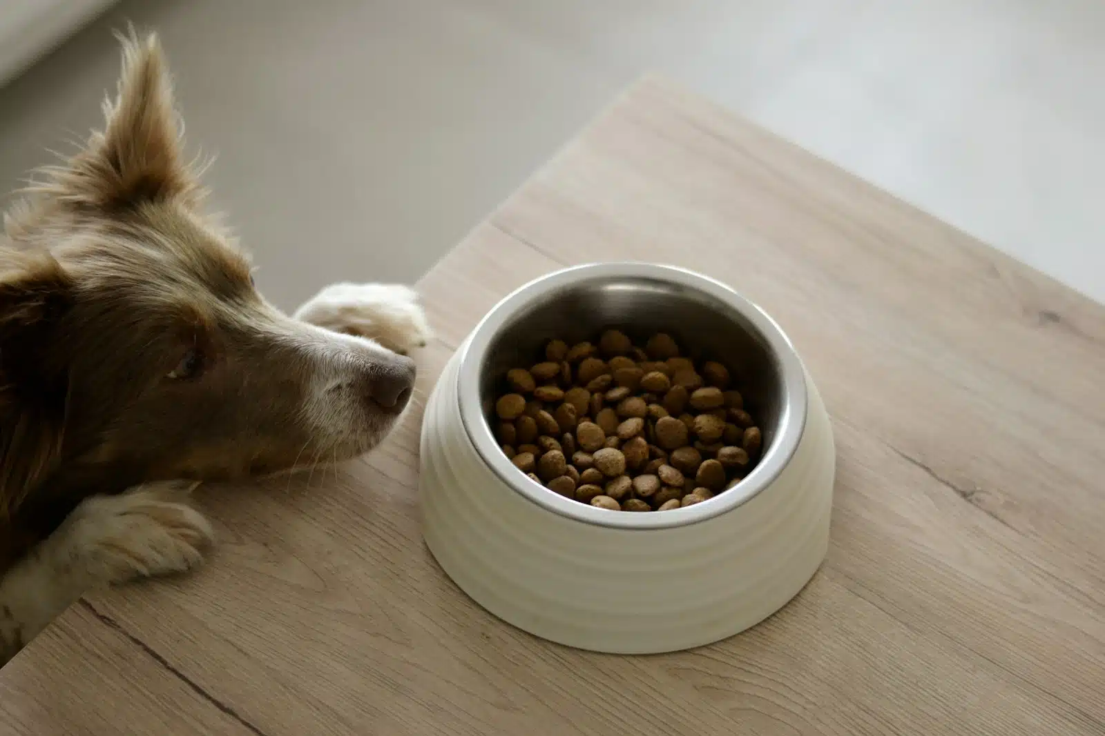 un chien et sa gamelle de croquettes